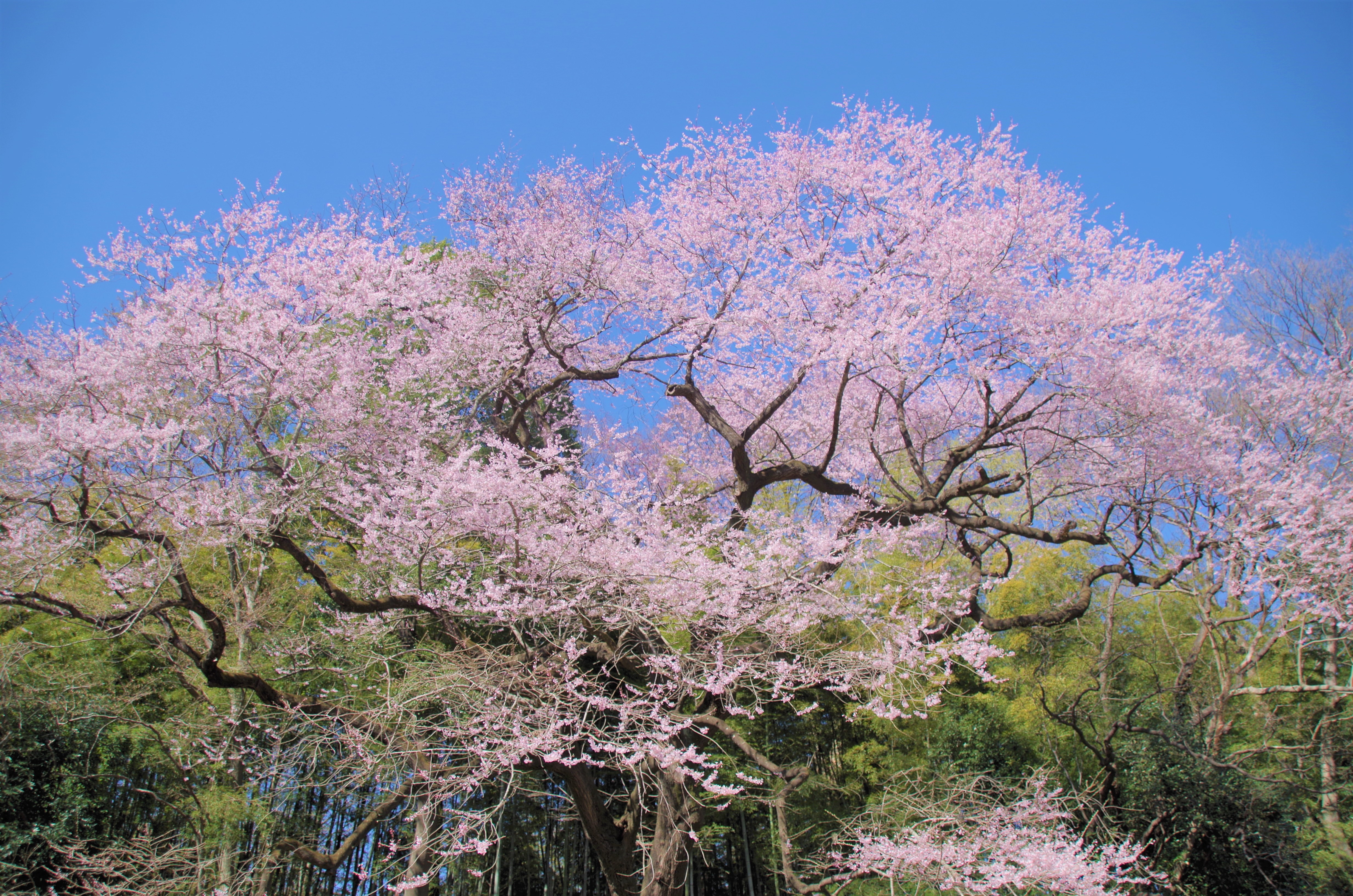 北本自然観察公園のエドヒガンザクラ19年3月24日 空の青 大地の緑