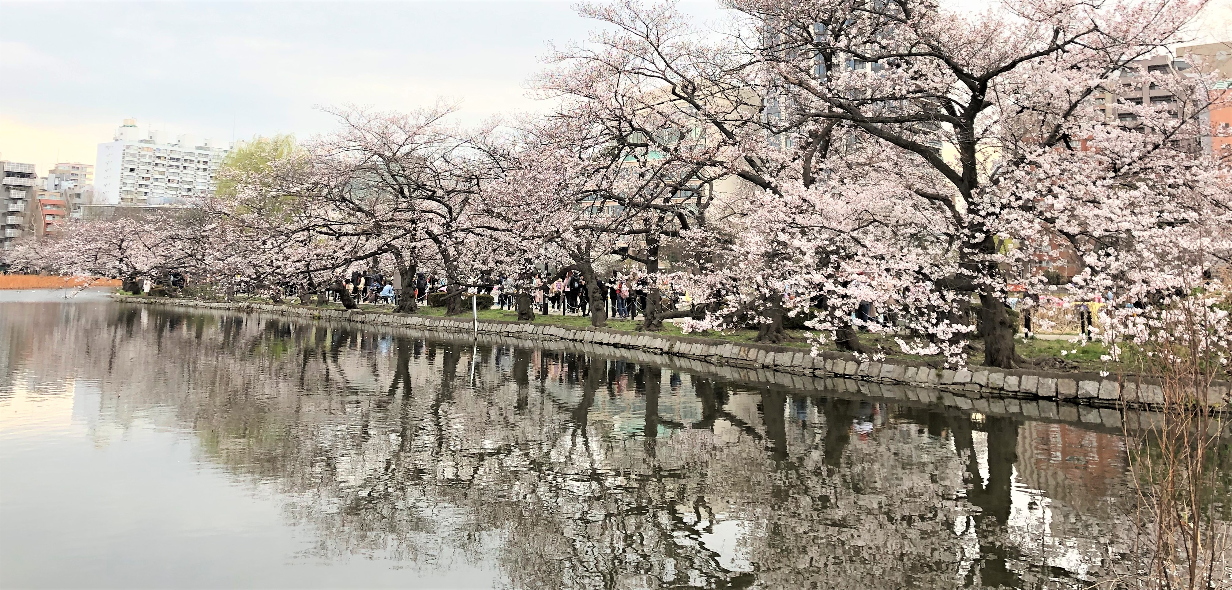 上野公園のソメイヨシノ ２０１９年３月２８日 空の青 大地の緑