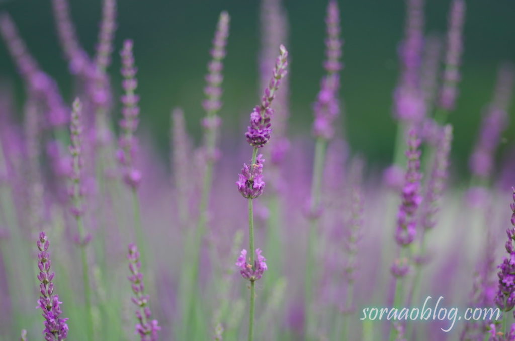 ラベンダーの花の写真のアップ