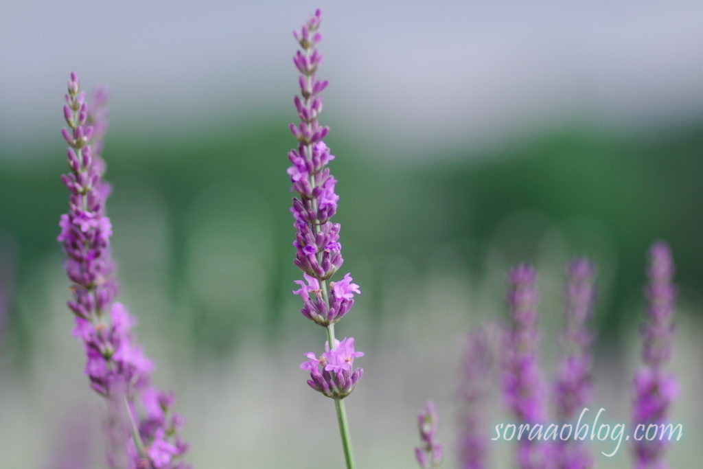 ラベンダーの花の写真のアップ