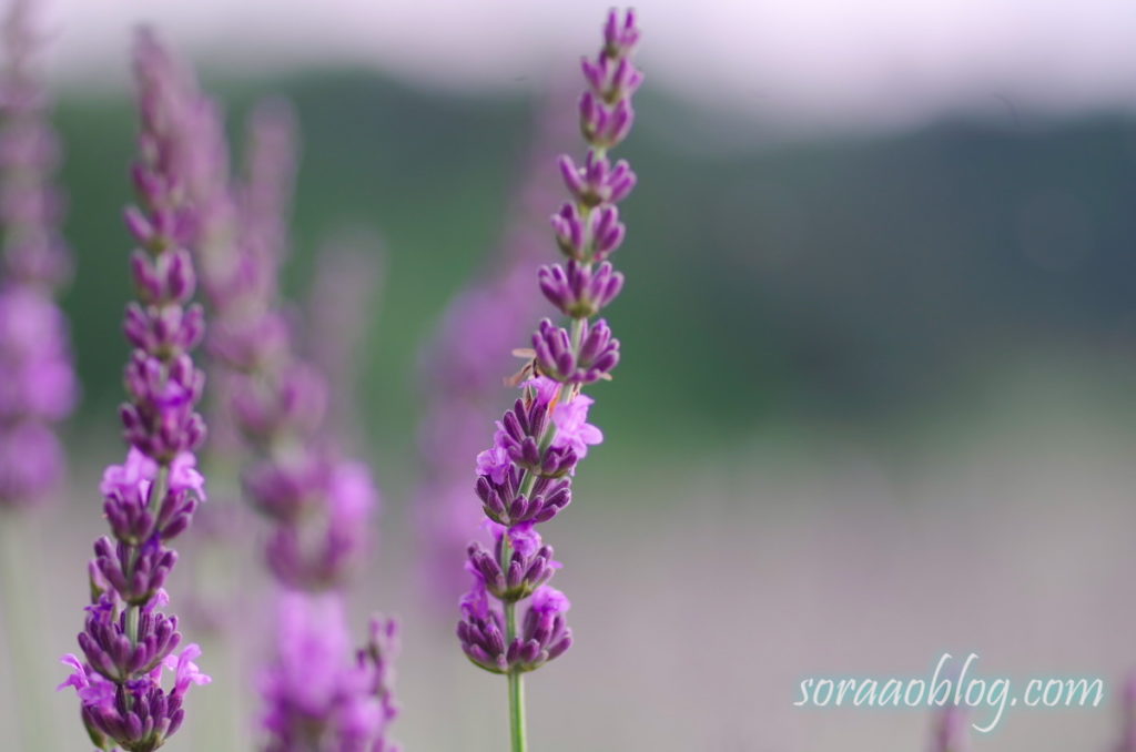 ラベンダーの花の写真のアップ