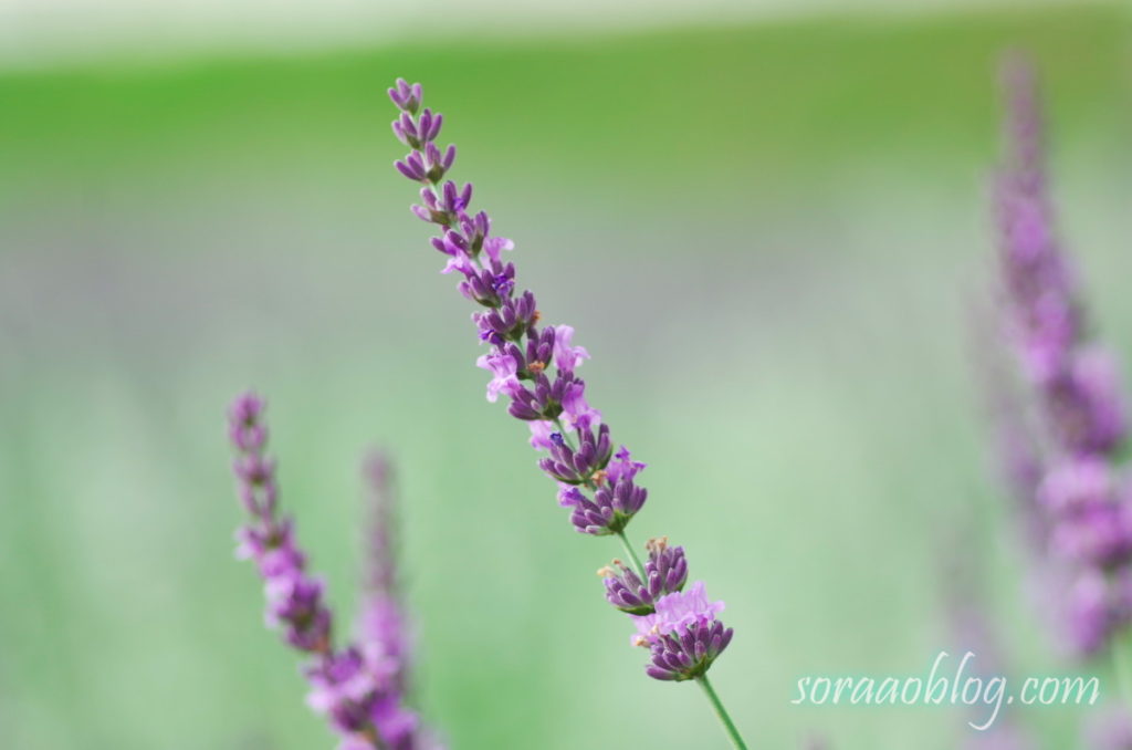 ラベンダーの花の写真のアップ