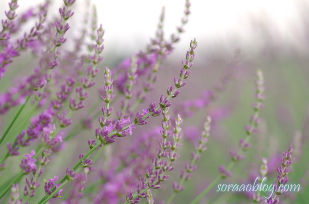 ラベンダーの花の写真のアップ