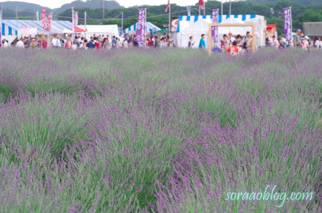 ラベンダーの花の写真