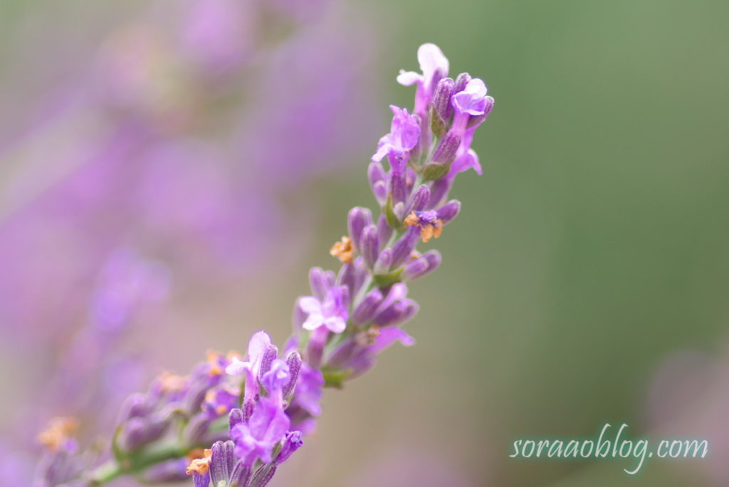 ラベンダーの花の写真のアップ