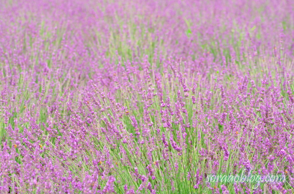 ラベンダーの花の写真