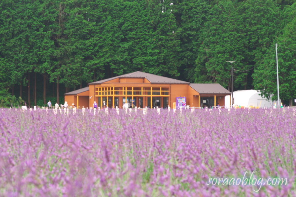 ラベンダーの花の写真と建物