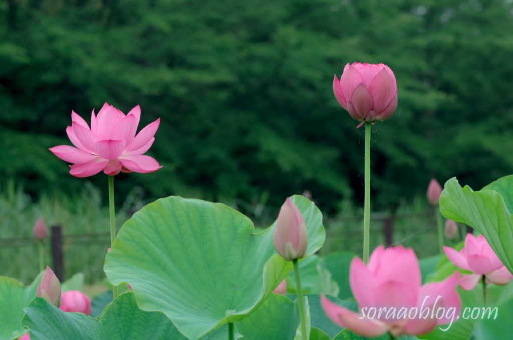 古代蓮の花