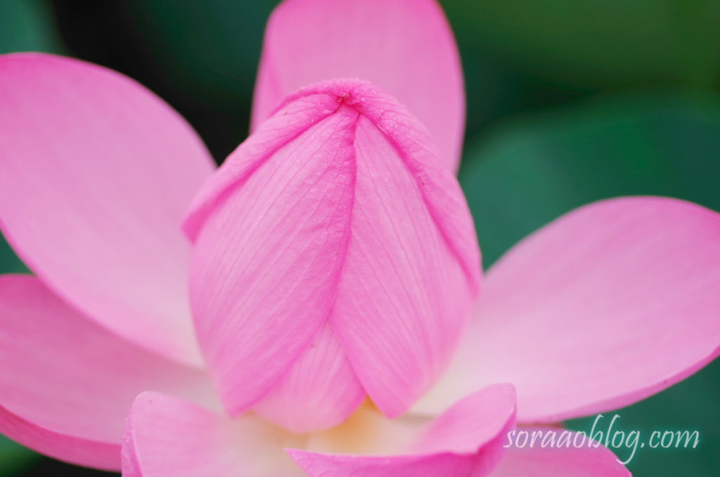 古代蓮の開花