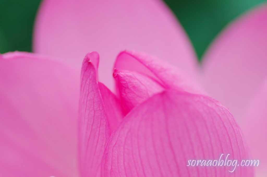 古代蓮の花びら