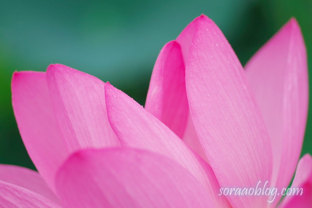 古代蓮の花びら