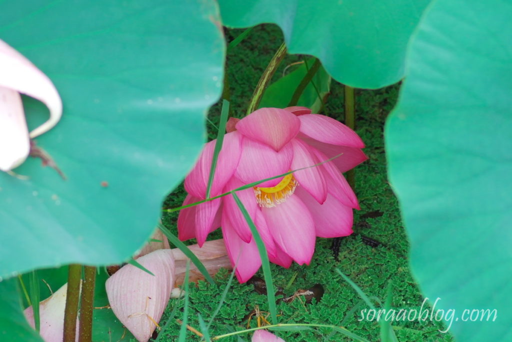 かわいそうなので撮影した古代蓮の花