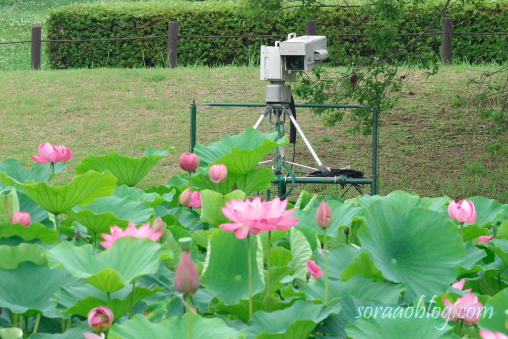 古代蓮の花とカメラ