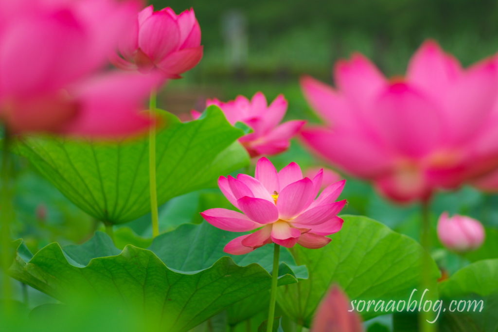 古代蓮の花