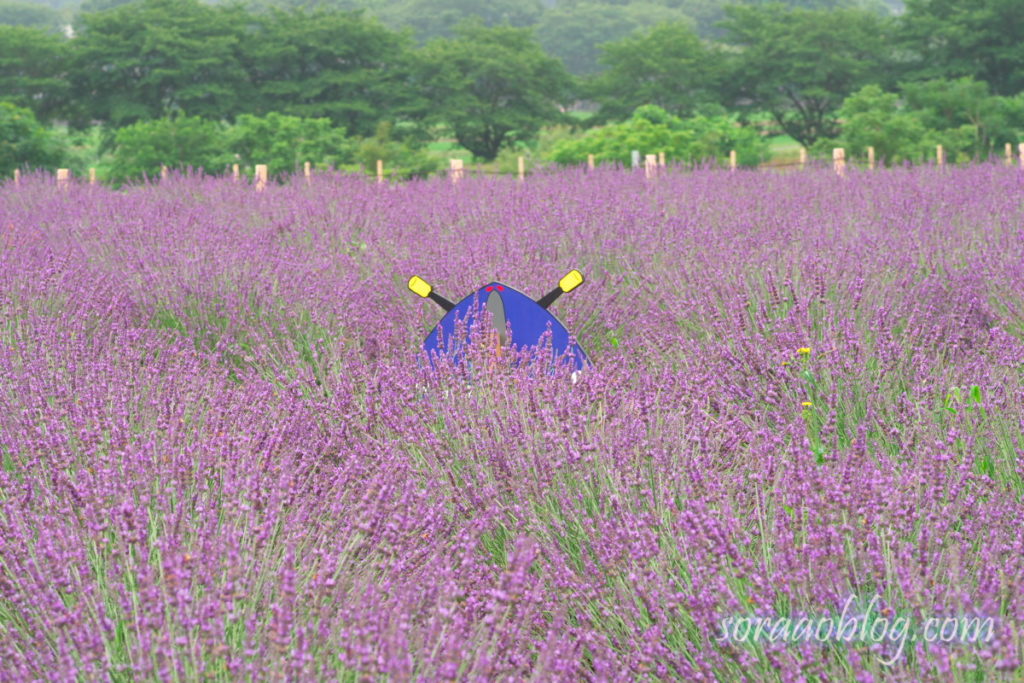 ラベンダーの花と嵐丸君の頭