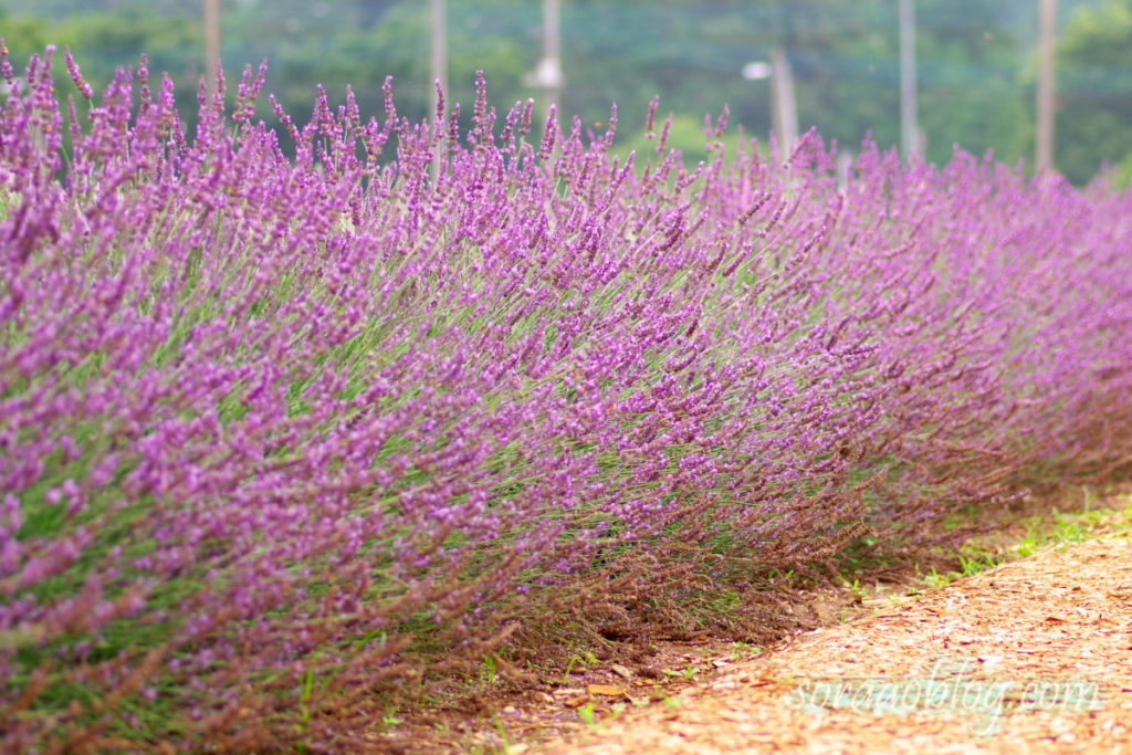 ラベンダーの花の写真