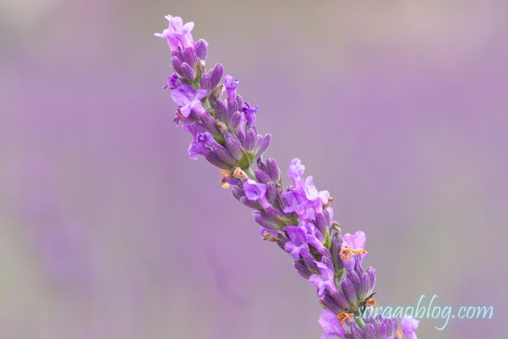 ラベンダーの花の写真のアップ