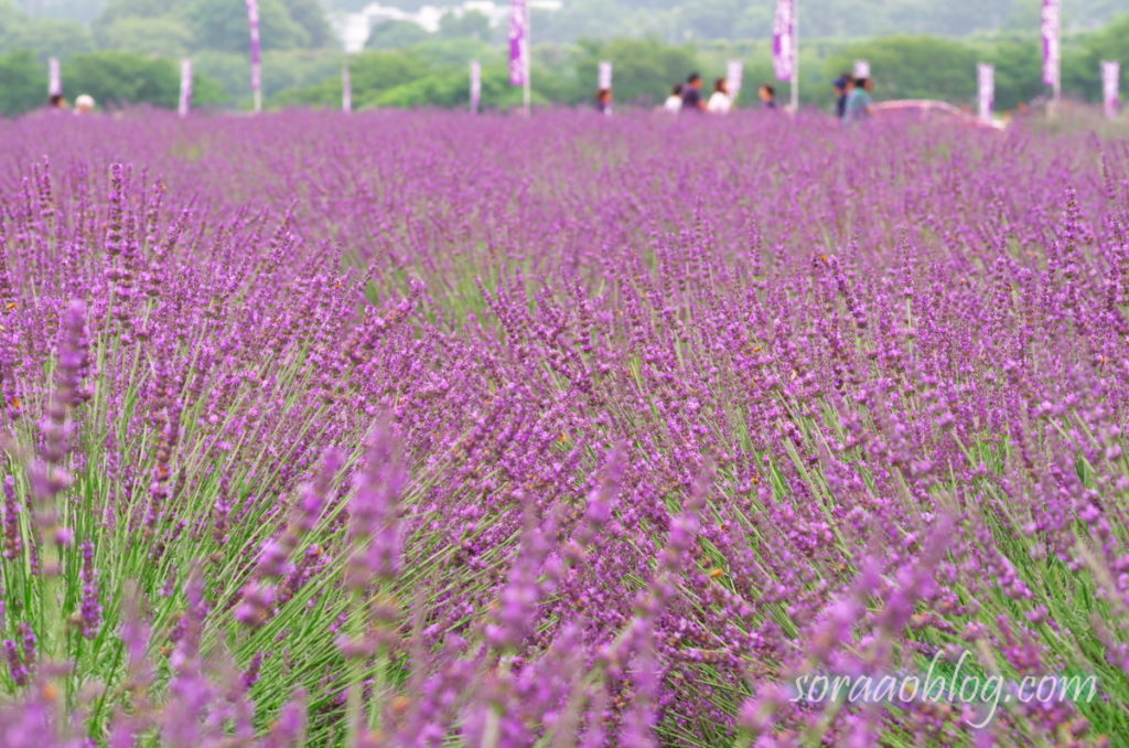 ラベンダーの花の写真