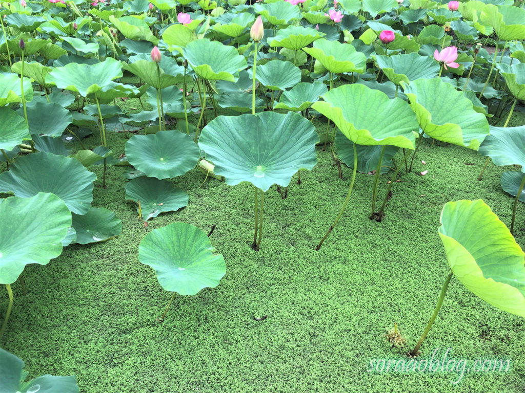 水面を埋め尽くす苔