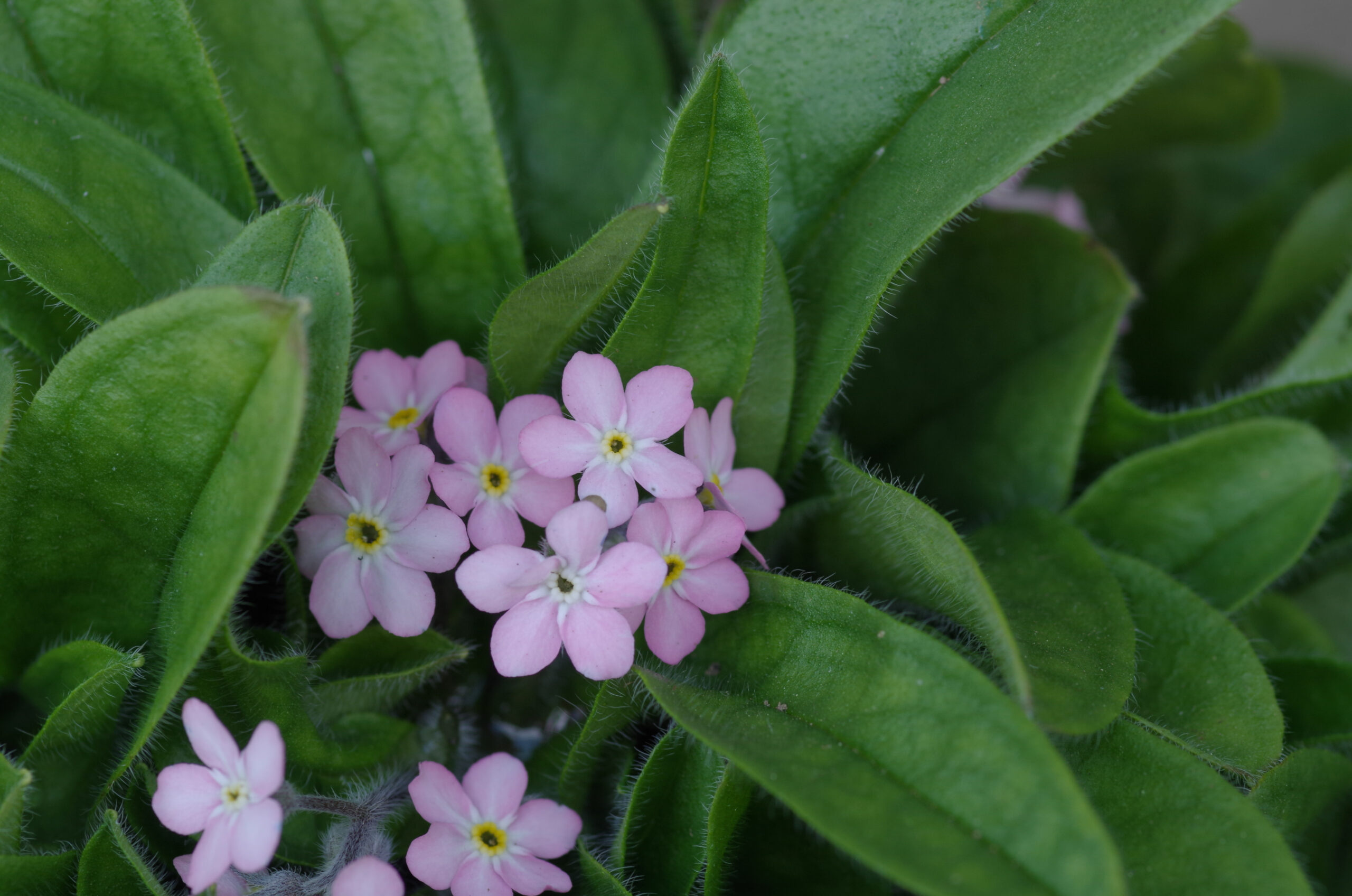 ミオソティス モナミ ブルー ピンク 忘れな草 空の青 大地の緑