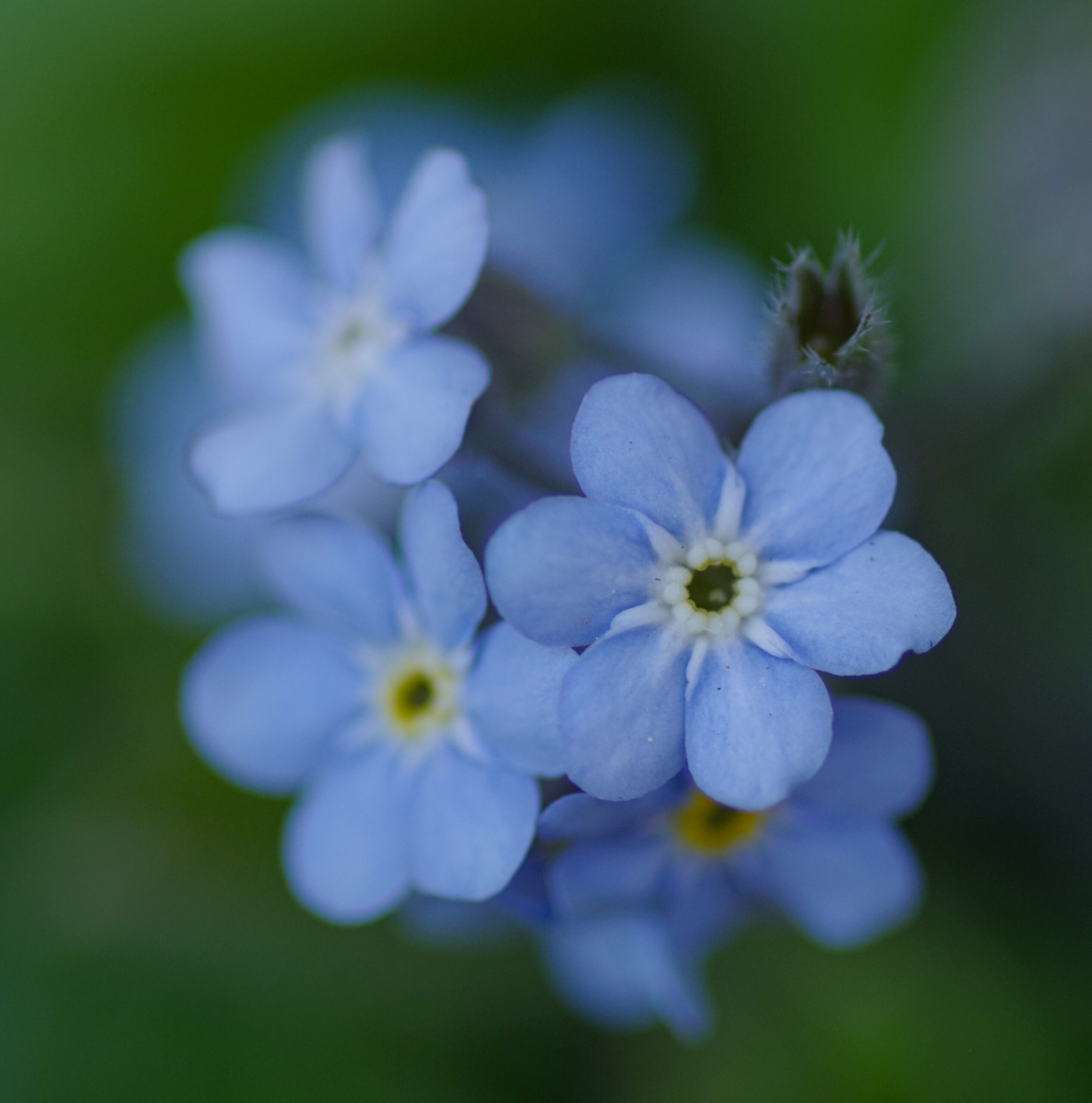 ミオソティス モナミ ブルー ピンク 忘れな草 空の青 大地の緑