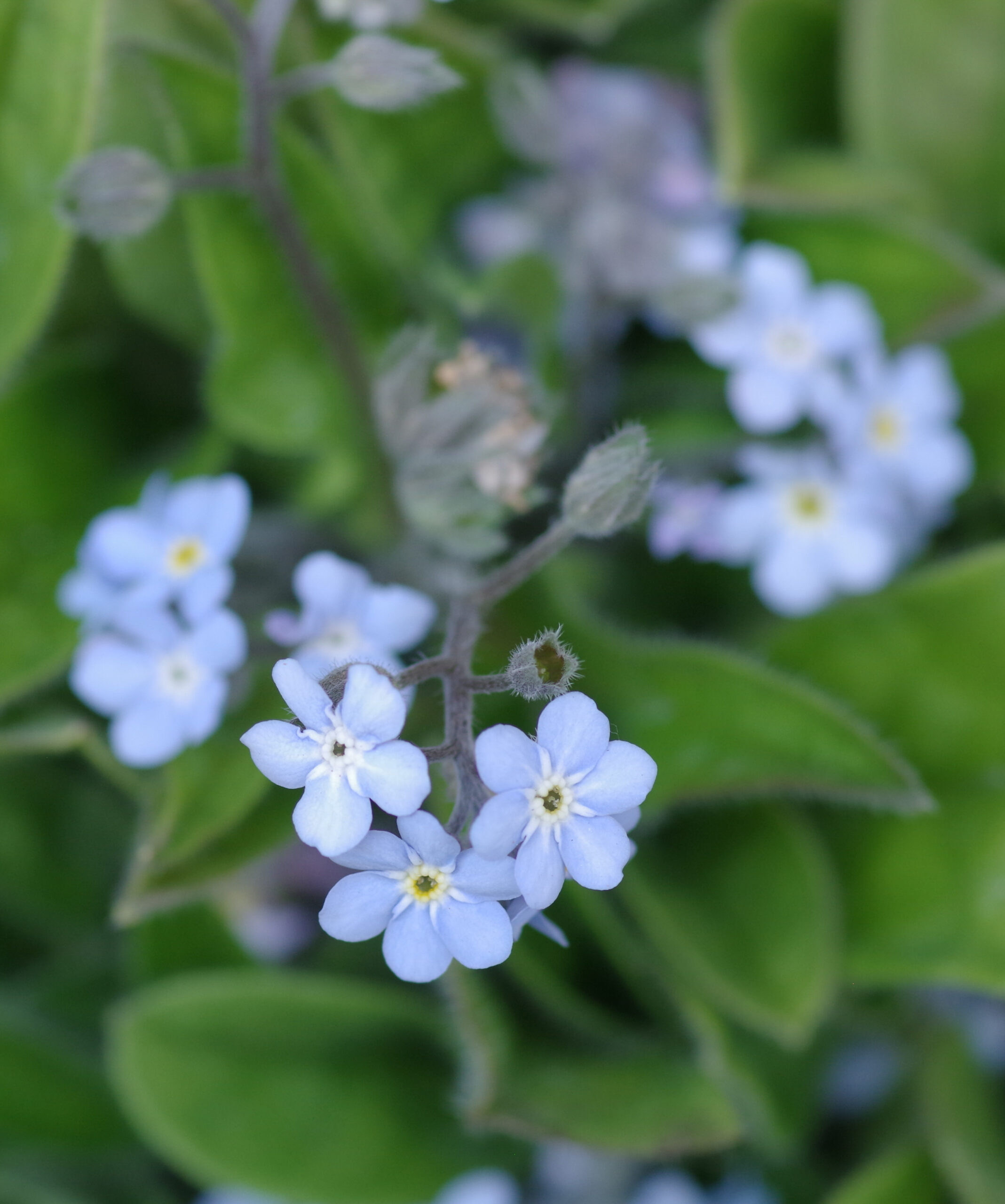 ミオソティス モナミ ブルー ピンク 忘れな草 空の青 大地の緑