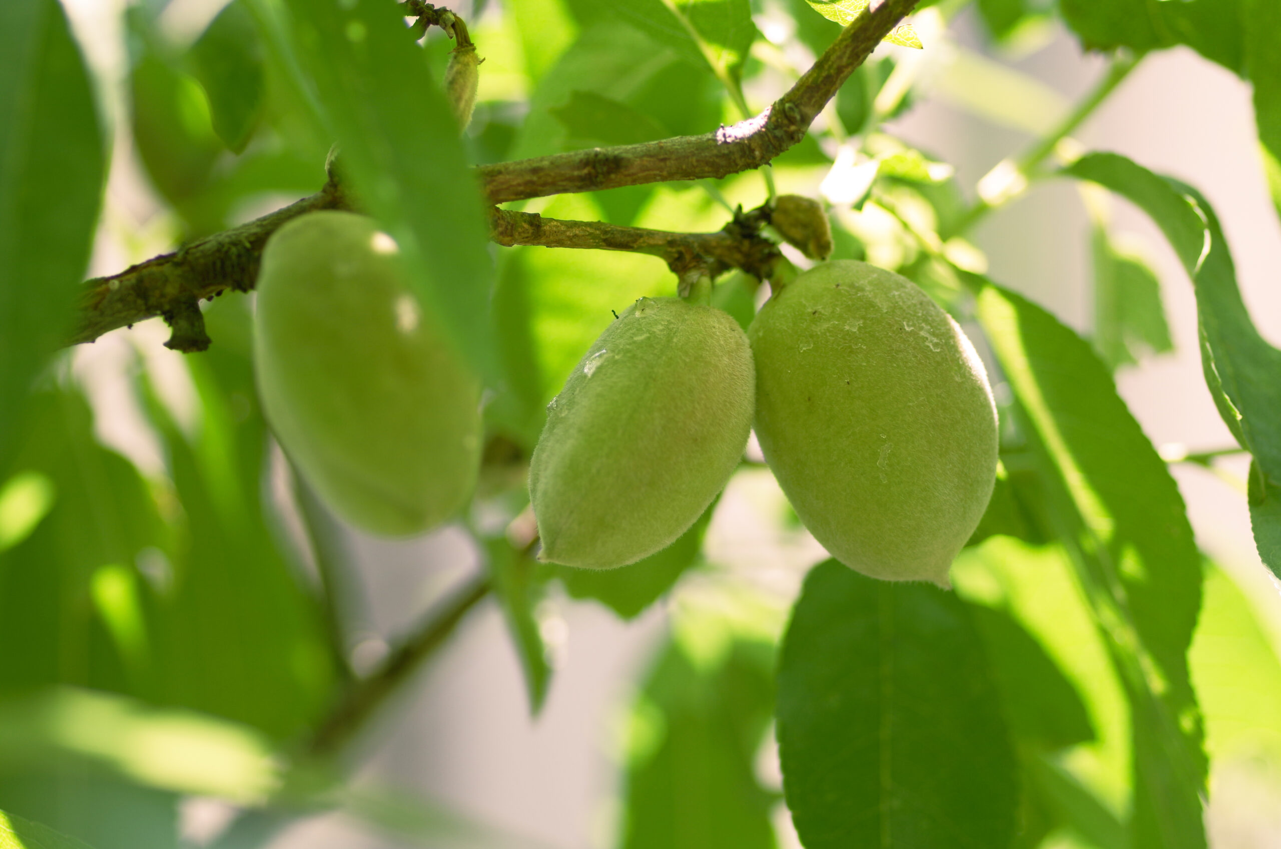 アーモンドの花 ２０１９年４月１日 空の青 大地の緑
