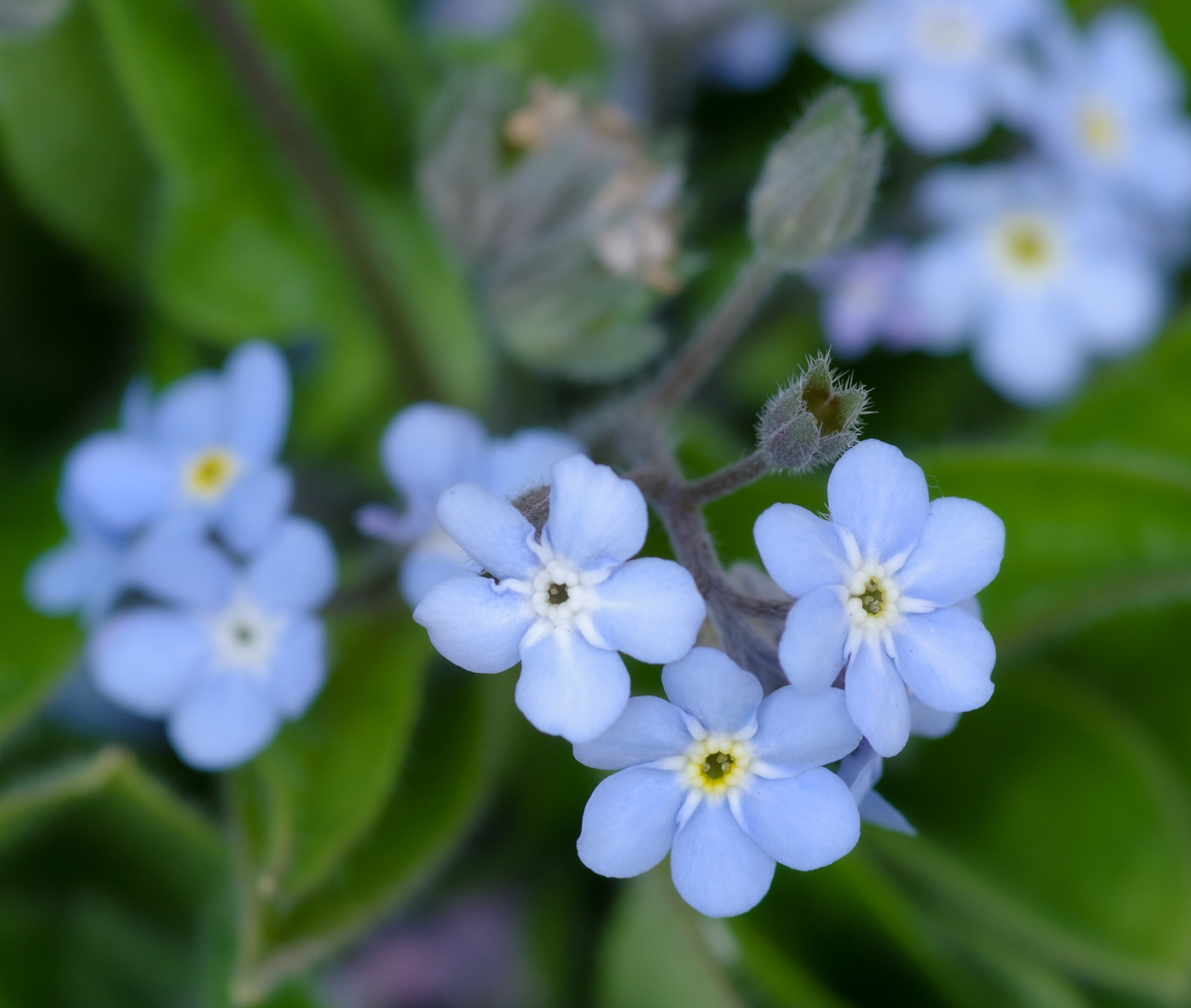 ミオソティス モナミ ブルー ピンク 忘れな草 空の青 大地の緑